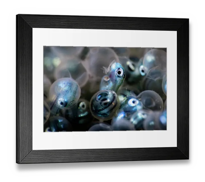 Framed Print : Fat greenling (Hexagrammos otakii) hatchlings emerging from eggs, Hokkaido, Japan, Pacific Ocean Framed Print : Fat greenling (Hexagrammos otakii) hatchlings emerging from eggs, Hokkaido, Japan, Pacific Ocean