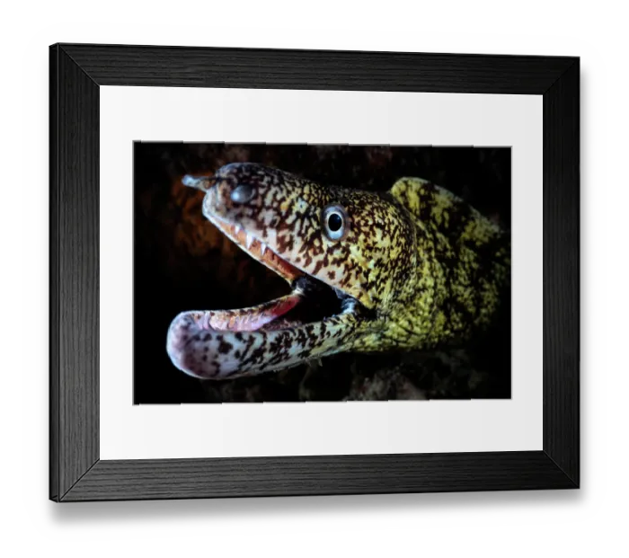 Framed Print : Kidako moray eel (Gymnothorax kidako) with mouth open, head portrait, Kagoshima Prefecture, Japan, Pacific Ocean