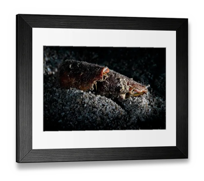 Framed Print : Strawberry conch shells (Conomurex luhuanus) pair, mating, male at the rear, female is depositing a long, tubular egg mass, which is adhesive and partially buried in the sand Framed Print : Strawberry conch shells (Conomurex luhuanus) pair, mating, male at the rear, female is depositing a long, tubular egg mass, which is adhesive and partially buried in the sand