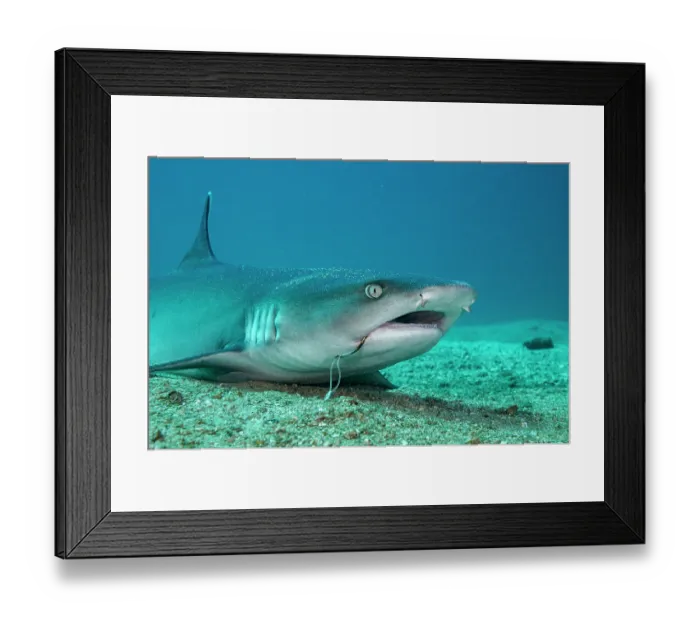 Framed Print : White tip reef shark (Triaenodon obesus) with fishing hook stuck in mouth, resting on sea floor, Bat Islands, Costa Rica, Pacific Ocean Framed Print : White tip reef shark (Triaenodon obesus) with fishing hook stuck in mouth, resting on sea floor, Bat Islands, Costa Rica, Pacific Ocean