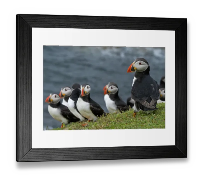 Framed Print : Group of Puffins (Fratercula arctica) perched on cliff top, Great Saltee Island, County Wexford, Republic of Ireland. June Framed Print : Group of Puffins (Fratercula arctica) perched on cliff top, Great Saltee Island, County Wexford, Republic of Ireland. June
