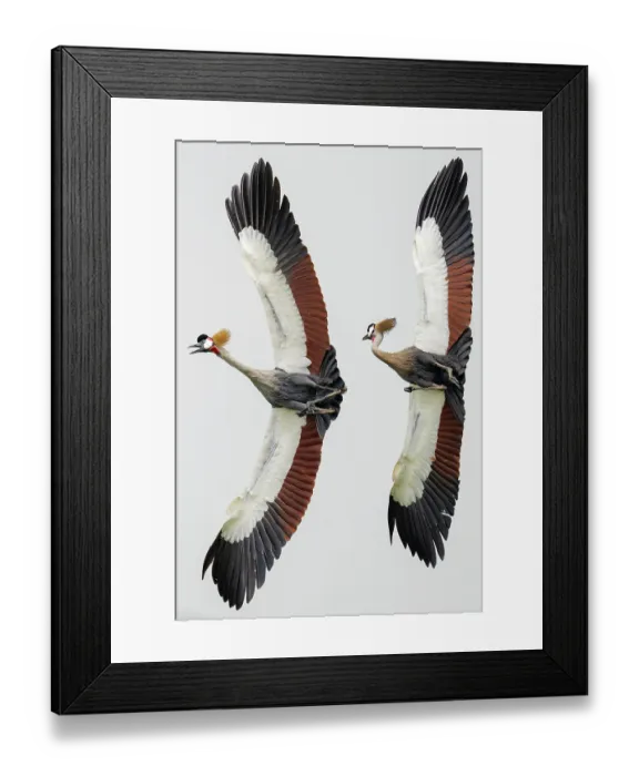 Framed Print : Two Grey crowned cranes (Balearica regulorum gibbericeps) in flight, one calling, Kyawagonya Kaku swamp, Uganda. Endangered Framed Print : Two Grey crowned cranes (Balearica regulorum gibbericeps) in flight, one calling, Kyawagonya Kaku swamp, Uganda. Endangered