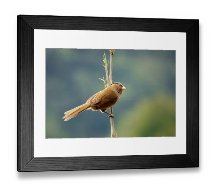 Framed Print : Brown parrotbill (Paradoxornis unicolor) perched on Bamboo, Singalila National Park, Himalayas, Nepal Framed Print : Brown parrotbill (Paradoxornis unicolor) perched on Bamboo, Singalila National Park, Himalayas, Nepal
