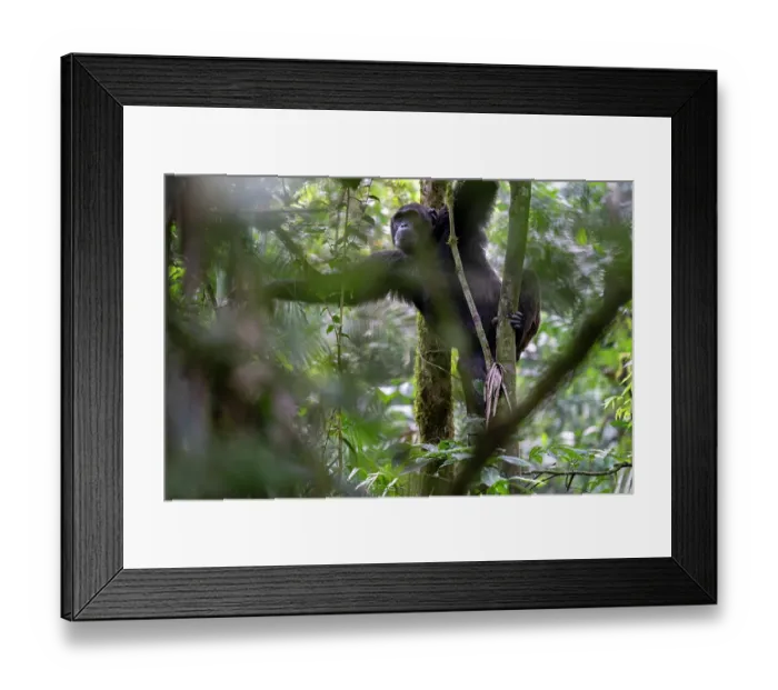 Framed Print : Chimpanzee (Pan troglodytes) climbing through trees in forest, Kibale Forest National Park, Uganda. Endangered Framed Print : Chimpanzee (Pan troglodytes) climbing through trees in forest, Kibale Forest National Park, Uganda. Endangered