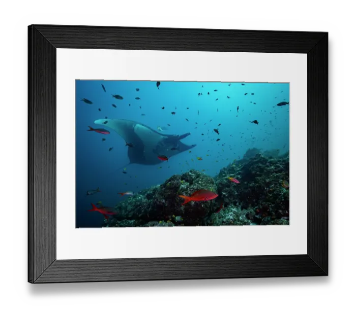Framed Print : Giant manta ray (Mobula birostris) swimming over reef surrounded by various reef fish, Bat Islands, Costa Rica, Pacific Ocean. Endangered Framed Print : Giant manta ray (Mobula birostris) swimming over reef surrounded by various reef fish, Bat Islands, Costa Rica, Pacific Ocean. Endangered