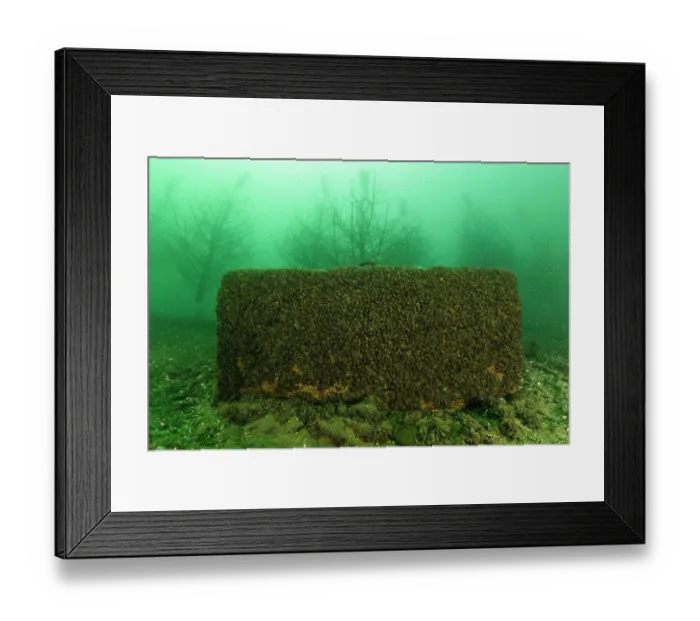 Framed Print : Concrete block on lake bed covered with Quagga mussels (Dreissena bugensis), Lugano lake, Ticino, Switzerland Framed Print : Concrete block on lake bed covered with Quagga mussels (Dreissena bugensis), Lugano lake, Ticino, Switzerland