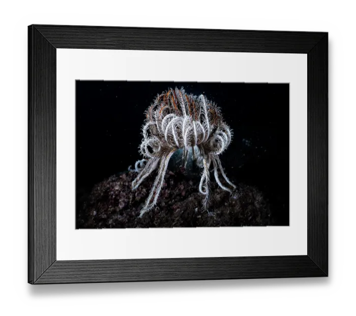 Framed Print : Crinoid (Comaster nobilis) elevating itself upon several arms, almost as if standing, Kagoshima Prefecture, Japan, Pacific Ocean