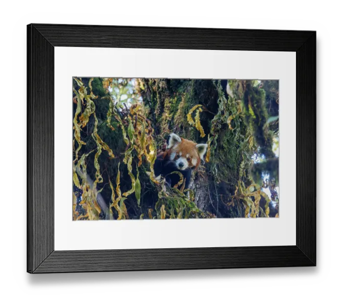 Framed Print : Red panda (Ailurus fulgens) male, looking down from tree, Singalila National Park, Himalayas, Nepal. Endangered Framed Print : Red panda (Ailurus fulgens) male, looking down from tree, Singalila National Park, Himalayas, Nepal. Endangered