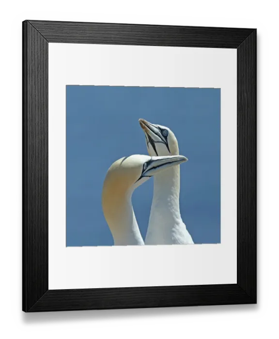 Framed Print : Northern gannets (Morus bassanus) pair interacting, head portrait, Germany. June Framed Print : Northern gannets (Morus bassanus) pair interacting, head portrait, Germany. June