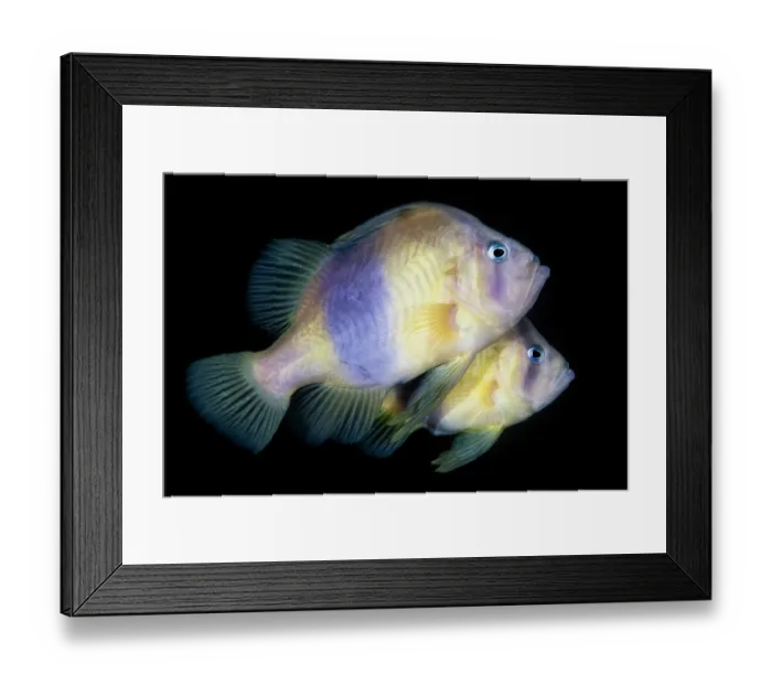 Framed Print : Barred soapfish (Diploprion bifasciatum) pair, moments before spawning. Male is in foreground. Kagoshima Prefecture, Japan, Pacific Ocean Framed Print : Barred soapfish (Diploprion bifasciatum) pair, moments before spawning. Male is in foreground. Kagoshima Prefecture, Japan, Pacific Ocean