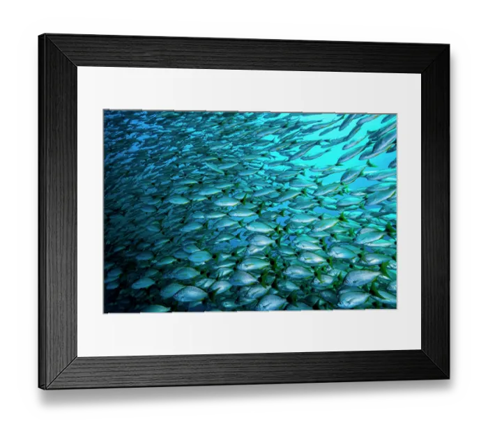 Framed Print : Huge school of Brassy grunts (Microlepidotus brevipinnis) off the coast of Guanacaste, Costa Rica, Pacific Ocean Framed Print : Huge school of Brassy grunts (Microlepidotus brevipinnis) off the coast of Guanacaste, Costa Rica, Pacific Ocean