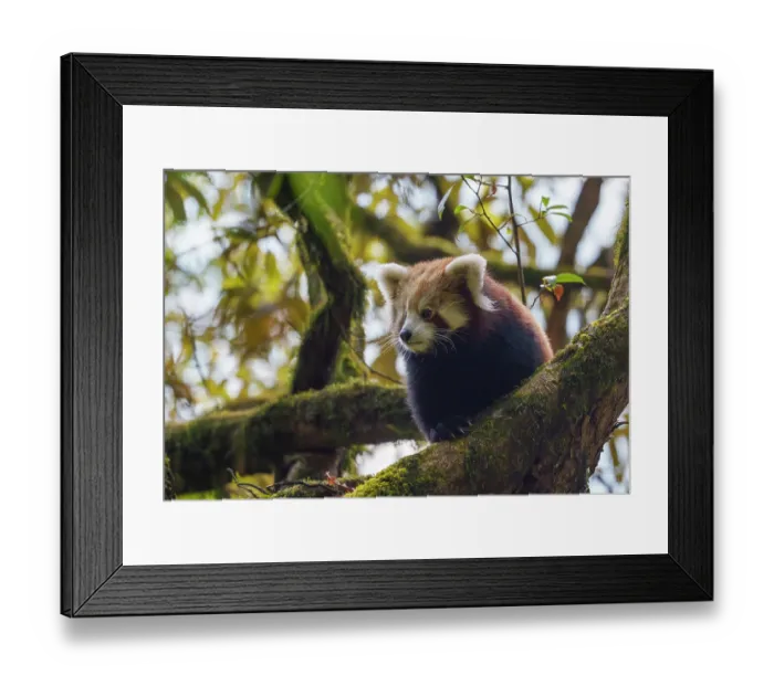 Framed Print : Red panda (Ailurus fulgens) male, looking down from tree, Singalila National Park, Himalayas, Nepal. Endangered Framed Print : Red panda (Ailurus fulgens) male, looking down from tree, Singalila National Park, Himalayas, Nepal. Endangered