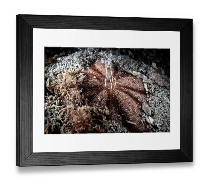Framed Print : Japanese sea biscuit urchin (Clypeaster japonicus) male, engaged in broadcast spawning, Kagoshima Prefecture, Japan, Pacific Ocean Framed Print : Japanese sea biscuit urchin (Clypeaster japonicus) male, engaged in broadcast spawning, Kagoshima Prefecture, Japan, Pacific Ocean