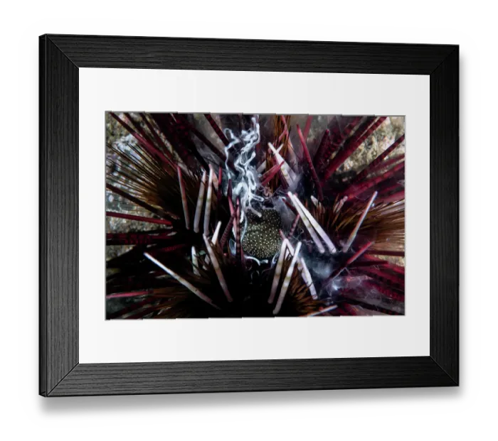 Framed Print : Banded sea urchin (Echinothrix calamaris) male, engaged in broadcast spawning, Kagoshima Prefecture, Japan, Pacific Ocean Framed Print : Banded sea urchin (Echinothrix calamaris) male, engaged in broadcast spawning, Kagoshima Prefecture, Japan, Pacific Ocean