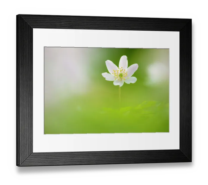 Framed Print : Wood anemone (Anemone nemorosa) in flower, Broxwater, North Cornwall, England, UK. March Framed Print : Wood anemone (Anemone nemorosa) in flower, Broxwater, North Cornwall, England, UK. March