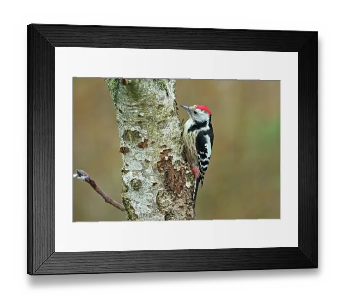 Framed Print : Middle spotted woodpecker (Dendrocoptes medius) perched on tree trunk in winter, Denmark. December Framed Print : Middle spotted woodpecker (Dendrocoptes medius) perched on tree trunk in winter, Denmark. December