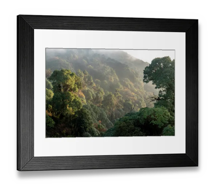Framed Print : Mid montane / bamboo forest, Himalayan foothills, Singalila National Park, India / Nepal Border. November, 2019 Framed Print : Mid montane / bamboo forest, Himalayan foothills, Singalila National Park, India / Nepal Border. November, 2019