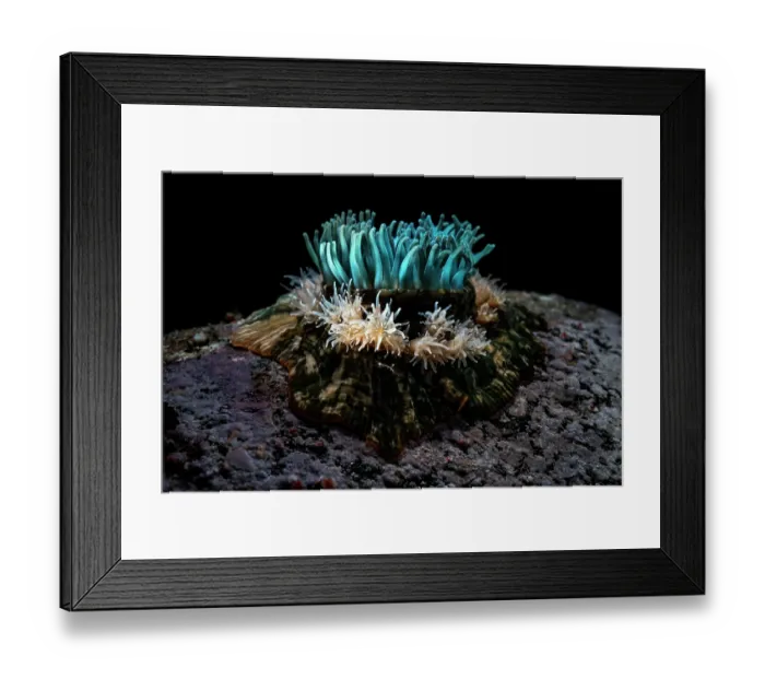 Framed Print : Sea anemone (Epiactis japonica) surrounded by juveniles on seabed, Hokkaido, Japan, Pacific Ocean Framed Print : Sea anemone (Epiactis japonica) surrounded by juveniles on seabed, Hokkaido, Japan, Pacific Ocean