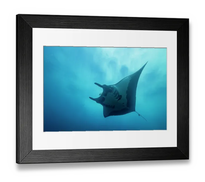 Framed Print : Giant manta ray (Mobula birostris) ventral view, Bat Islands, Costa Rica, Pacific Ocean Framed Print : Giant manta ray (Mobula birostris) ventral view, Bat Islands, Costa Rica, Pacific Ocean