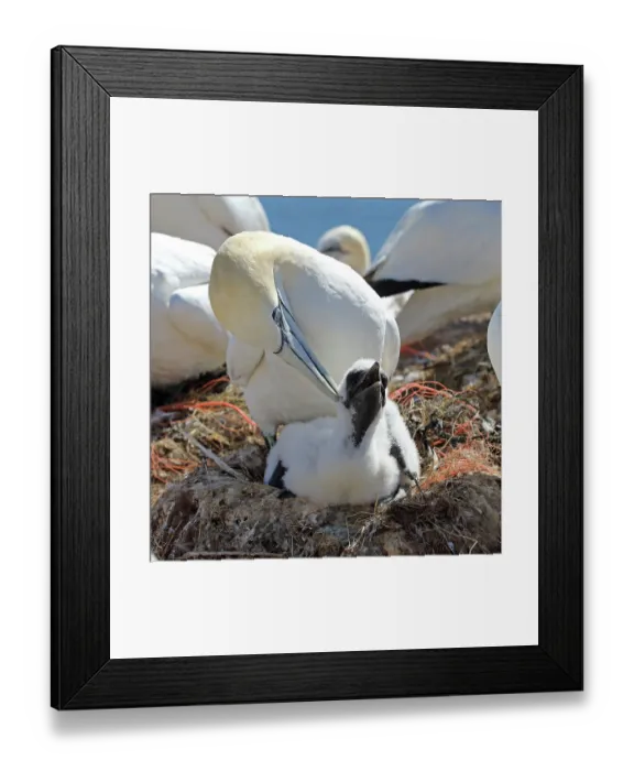 Framed Print : Northern gannet (Morus bassanus) preening chick in nest in breeding colony, Germany. June Framed Print : Northern gannet (Morus bassanus) preening chick in nest in breeding colony, Germany. June