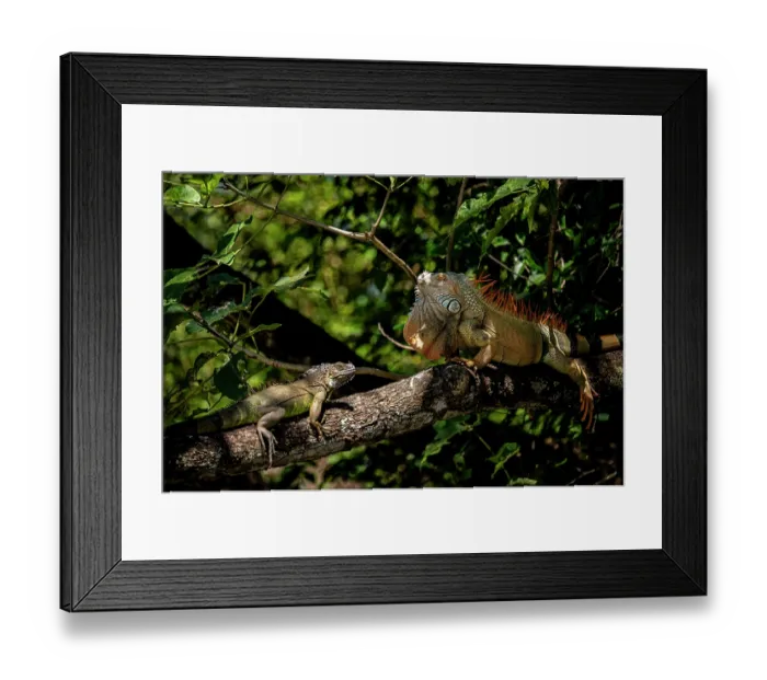 Framed Print : Green iguanas (Iguana iguana) pair resting on branch, male displaying to female during courtship, Guanacaste National Park, Costa Rica Framed Print : Green iguanas (Iguana iguana) pair resting on branch, male displaying to female during courtship, Guanacaste National Park, Costa Rica