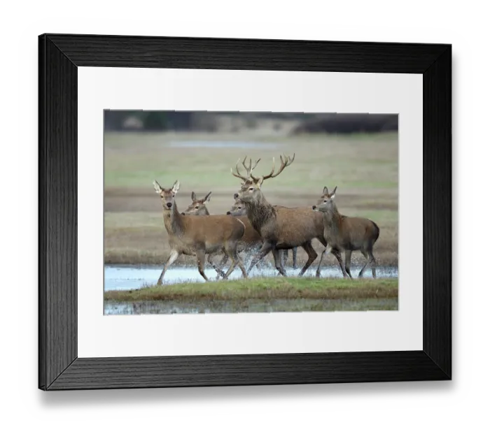 Framed Print : Red deer (Cervus elaphus) small herd walking through shallow water in salt meadow, Denmark. January