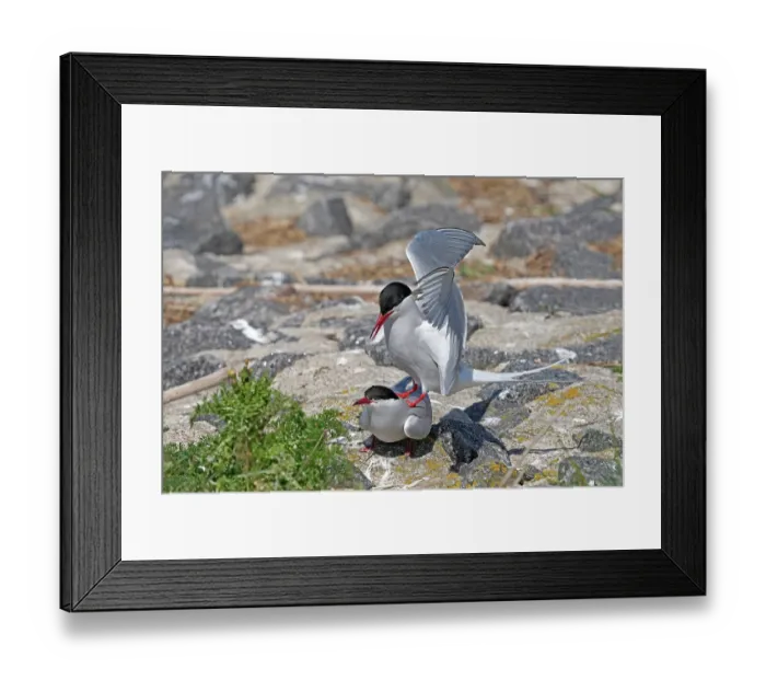 Framed Print : Arctic terns (Sterna paradisaea) pair, courtship display during breeding season, Germany. May Framed Print : Arctic terns (Sterna paradisaea) pair, courtship display during breeding season, Germany. May
