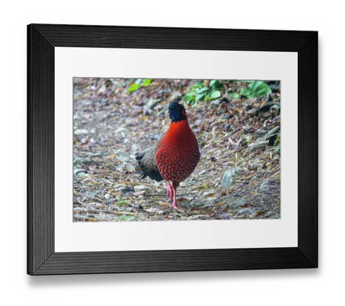 Framed Print : Satyr tragopan (Tragopan satyra) male, walking on a paved road in the mountains, Singalila National Park, Himalayas, Nepal Framed Print : Satyr tragopan (Tragopan satyra) male, walking on a paved road in the mountains, Singalila National Park, Himalayas, Nepal