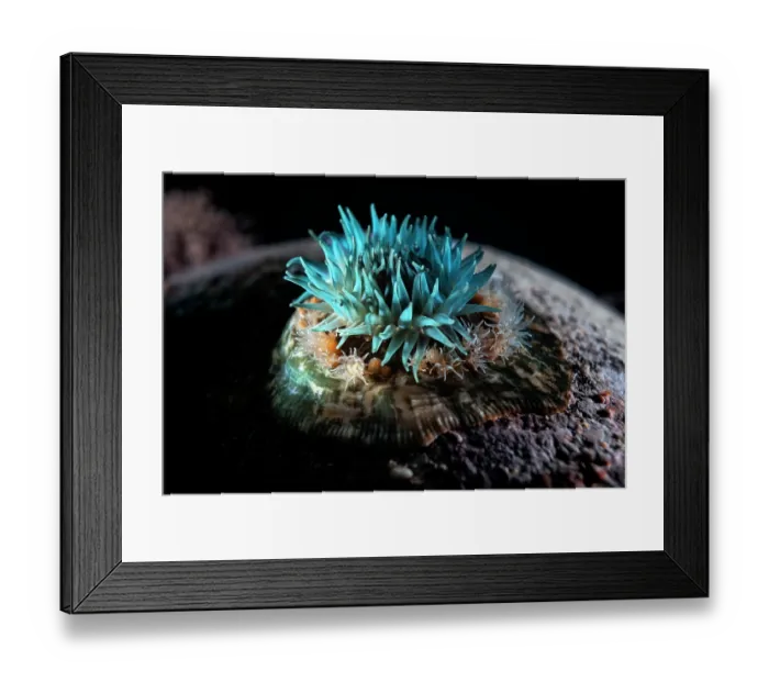 Framed Print : Sea anemone (Epiactis japonica) surrounded by juveniles on seabed, Hokkaido, Japan, Pacific Ocean Framed Print : Sea anemone (Epiactis japonica) surrounded by juveniles on seabed, Hokkaido, Japan, Pacific Ocean