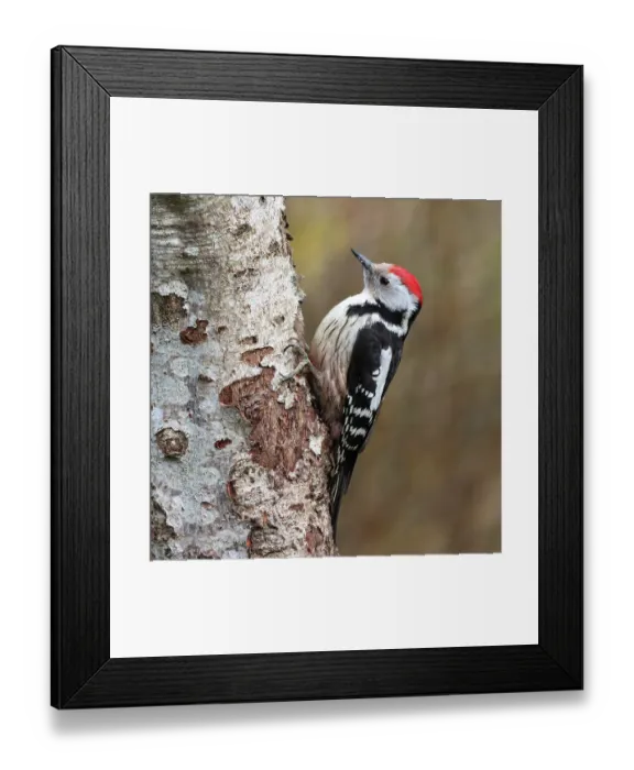 Framed Print : Middle spotted woodpecker (Dendrocoptes medius) perched on tree trunk, Denmark. April Framed Print : Middle spotted woodpecker (Dendrocoptes medius) perched on tree trunk, Denmark. April