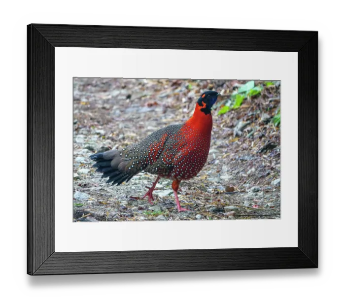 Framed Print : Satyr tragopan (Tragopan satyra) male, walking on a paved road in the mountains, Singalila National Park, Himalayas, Nepal Framed Print : Satyr tragopan (Tragopan satyra) male, walking on a paved road in the mountains, Singalila National Park, Himalayas, Nepal