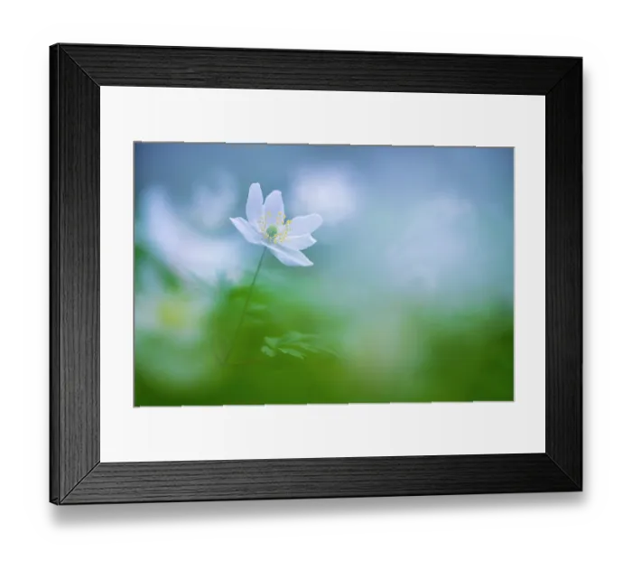 Framed Print : RF - Wood anemone (Anemone nemorosa) in flower, Halson Wood, Devon, England, UK. April. (This image may be licensed either as rights managed or royalty free.) Framed Print : RF - Wood anemone (Anemone nemorosa) in flower, Halson Wood, Devon, England, UK. April. (This image may be licensed either as rights managed or royalty free.)