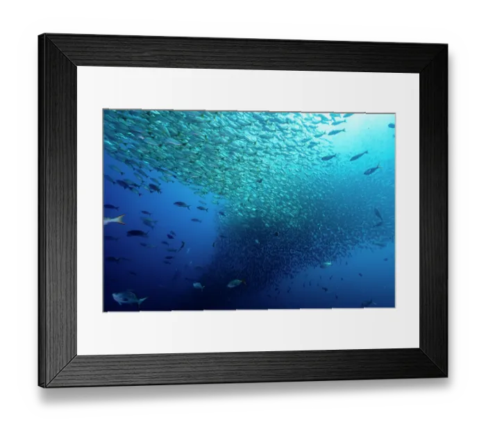 Framed Print : Huge school of fish, mainly Brassy grunts (Microlepidotus brevipinnis) off the coast of Guanacaste, Costa Rica, Pacific Ocean Framed Print : Huge school of fish, mainly Brassy grunts (Microlepidotus brevipinnis) off the coast of Guanacaste, Costa Rica, Pacific Ocean