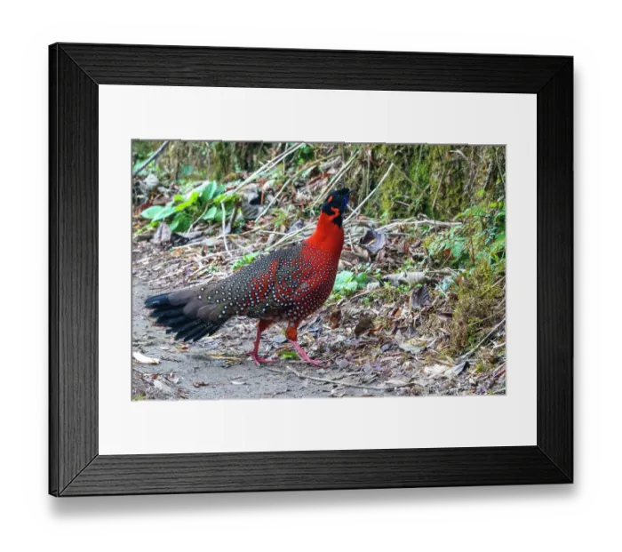 Framed Print : Satyr tragopan (Tragopan satyra) male, walking on a paved road in the mountains, Singalila National Park, Himalayas, Nepal Framed Print : Satyr tragopan (Tragopan satyra) male, walking on a paved road in the mountains, Singalila National Park, Himalayas, Nepal