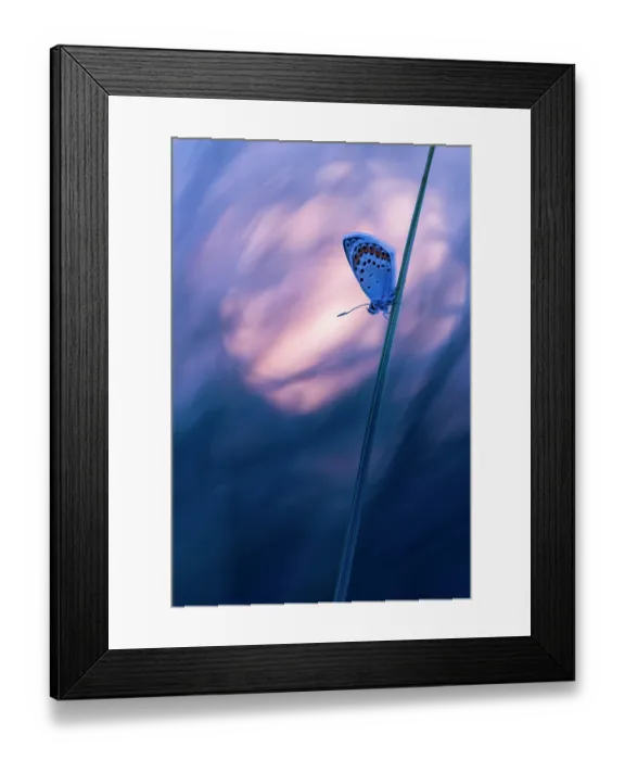 Framed Print : RF - Silver studded blue butterfly (Plebejus argus) resting on marram grass at twilight, Gwithian Towans, Cornwall, England, UK. June Framed Print : RF - Silver studded blue butterfly (Plebejus argus) resting on marram grass at twilight, Gwithian Towans, Cornwall, England, UK. June