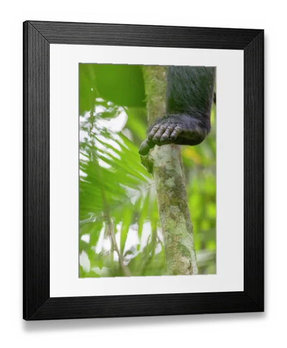 Framed Print : Chimpanzee (Pan troglodytes) in tree, foot detail, Kibale Forest National Park, Uganda. Endangered Framed Print : Chimpanzee (Pan troglodytes) in tree, foot detail, Kibale Forest National Park, Uganda. Endangered