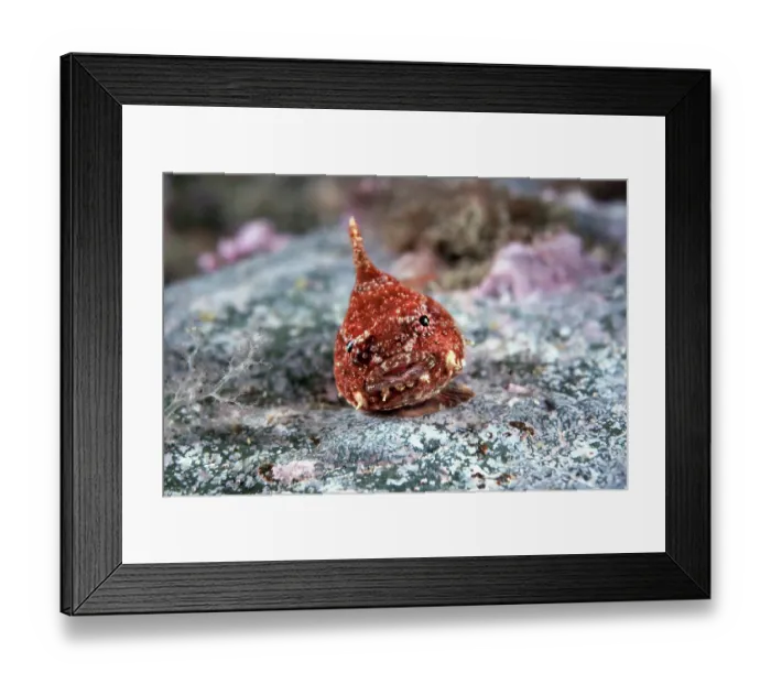 Framed Print : Lumpsucker (Eumicrotremus taranetzi) portrait, resting on rock with the suction-cup function of its modified pectoral fins clearly visible, Miyagi Prefecture, Japan, Pacific Ocean Framed Print : Lumpsucker (Eumicrotremus taranetzi) portrait, resting on rock with the suction-cup function of its modified pectoral fins clearly visible, Miyagi Prefecture, Japan, Pacific Ocean