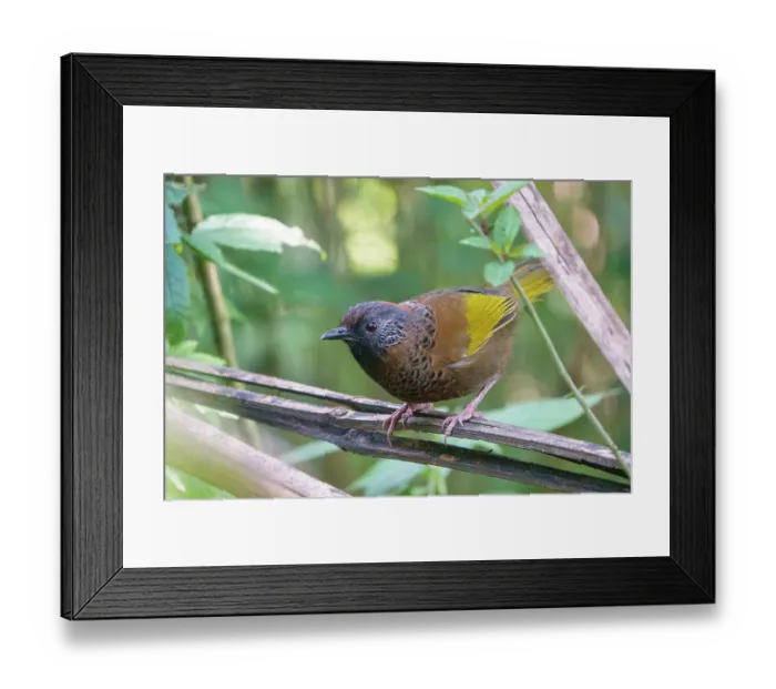 Framed Print : Chestnut-crowned laughingthrush (Trochalopteron erythrocephalum) perched on a branch, Singalila National Park, Himalayas, Nepal Framed Print : Chestnut-crowned laughingthrush (Trochalopteron erythrocephalum) perched on a branch, Singalila National Park, Himalayas, Nepal