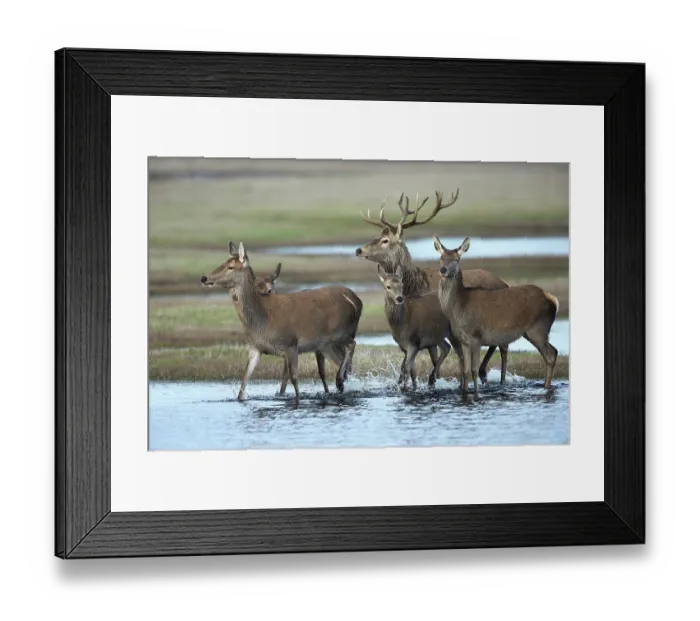 Framed Print : Red deer (Cervus elaphus) small herd walking through shallow water in salt meadow, Denmark. January Framed Print : Red deer (Cervus elaphus) small herd walking through shallow water in salt meadow, Denmark. January