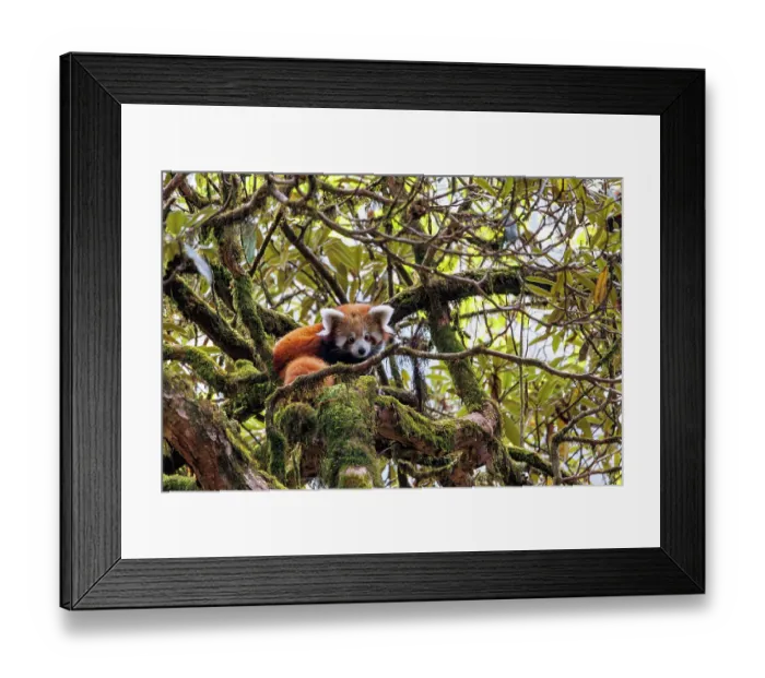 Framed Print : Red panda (Ailurus fulgens) cub looking down from tree, Singalila National Park, Himalayas, Nepal. Endangered Framed Print : Red panda (Ailurus fulgens) cub looking down from tree, Singalila National Park, Himalayas, Nepal. Endangered