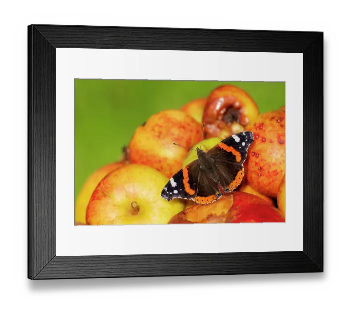 Framed Print : RF - Red admiral butterfly (Vanessa atalanta) feeding on windfall apples during autumn, Cornwall, England, UK. September Framed Print : RF - Red admiral butterfly (Vanessa atalanta) feeding on windfall apples during autumn, Cornwall, England, UK. September