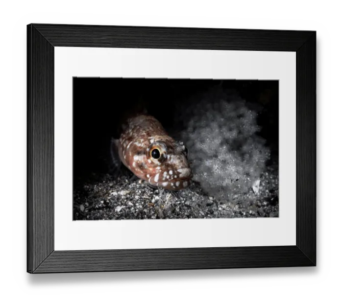 Framed Print : Seven-lined prickleback (Ernogrammus zhirmunskii) male, watching over a clutch of eggs deep inside a narrow cervice among volcanic boulders, Hokkaido, Japan, Pacific Ocean Framed Print : Seven-lined prickleback (Ernogrammus zhirmunskii) male, watching over a clutch of eggs deep inside a narrow cervice among volcanic boulders, Hokkaido, Japan, Pacific Ocean
