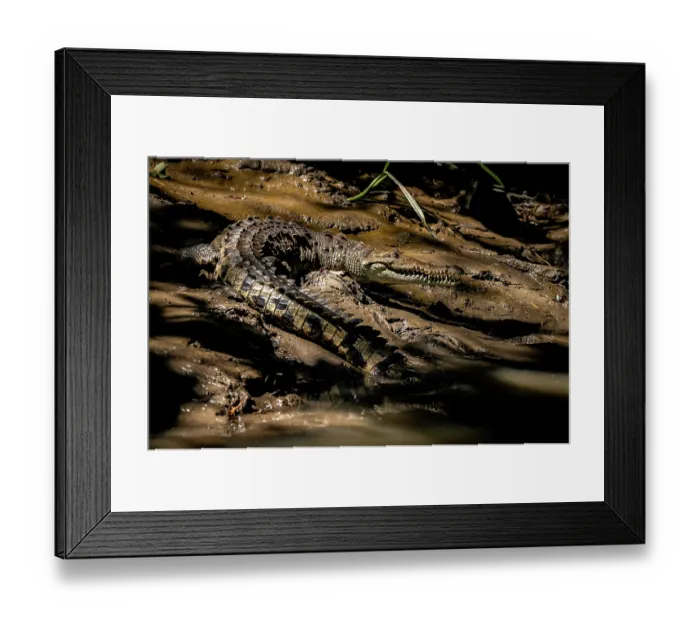 Framed Print : American crocodile (Crocodylus acutus) resting on muddy riverbank, Guanacaste National Park, Costa Rica Framed Print : American crocodile (Crocodylus acutus) resting on muddy riverbank, Guanacaste National Park, Costa Rica