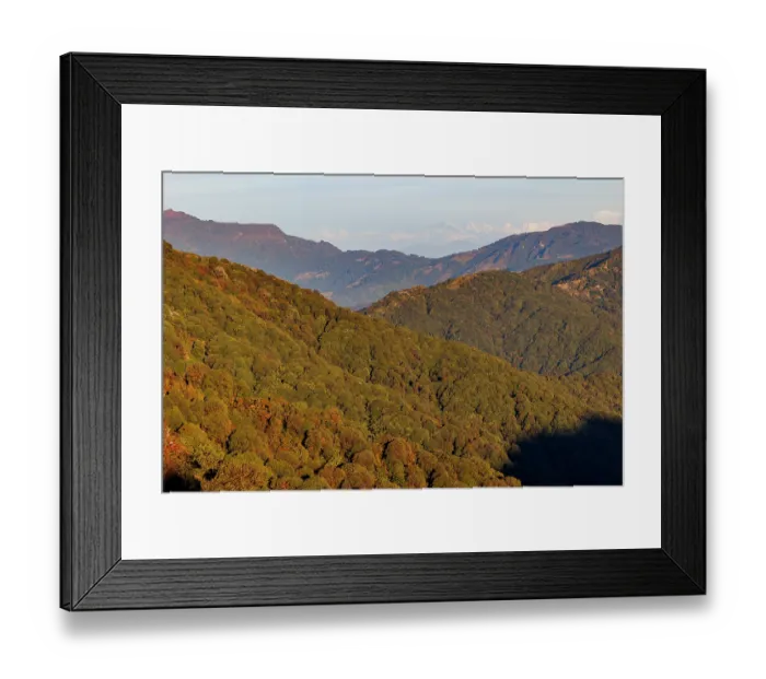 Framed Print : Mossy oak, mountain ash and rhododendron forest in the sub-alpine zone, habitat of the Red Panda, Singalila National Park, Himalayas, Nepal. November, 2023 Framed Print : Mossy oak, mountain ash and rhododendron forest in the sub-alpine zone, habitat of the Red Panda, Singalila National Park, Himalayas, Nepal. November, 2023