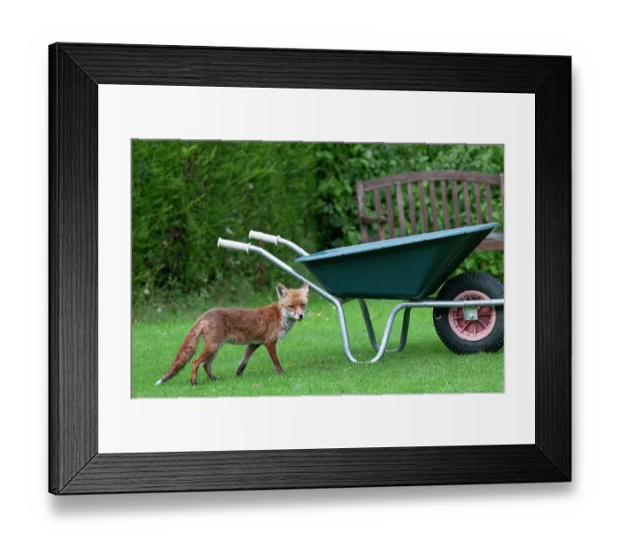 Framed Print : Red fox (Vulpes vulpes) juvenile, standing on lawn next to wheelbarrow in a suburban garden, Surrey, England, UK. September Framed Print : Red fox (Vulpes vulpes) juvenile, standing on lawn next to wheelbarrow in a suburban garden, Surrey, England, UK. September