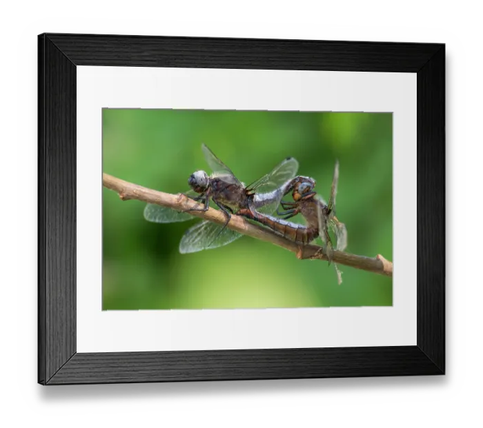 Framed Print : Scarce chaser (Libellula fulva) dragonflies pair mating on a tree branch, Ham Wall, Somerset Levels, England, UK. June Framed Print : Scarce chaser (Libellula fulva) dragonflies pair mating on a tree branch, Ham Wall, Somerset Levels, England, UK. June