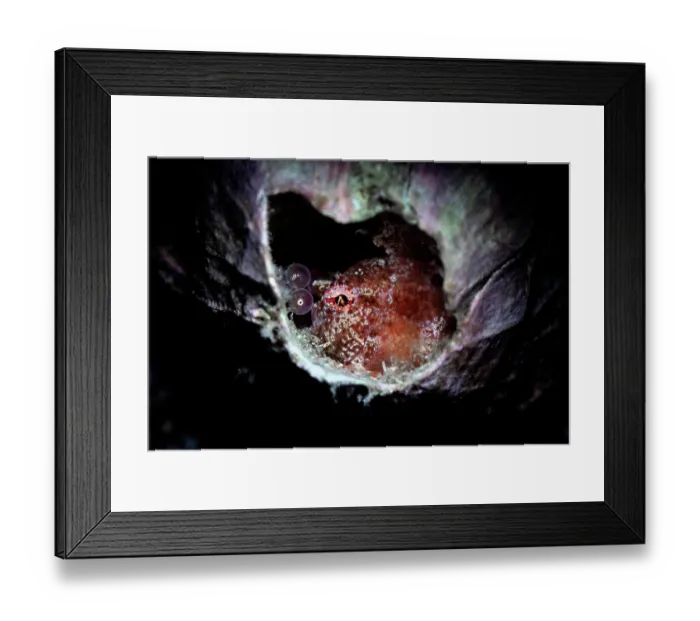 Framed Print : Lumpsucker (Eumicrotremus taranetzi) male, watching over a clutch of eggs inside an empty barnacle shell, Hokkaido, Japan, Pacific Ocean Framed Print : Lumpsucker (Eumicrotremus taranetzi) male, watching over a clutch of eggs inside an empty barnacle shell, Hokkaido, Japan, Pacific Ocean