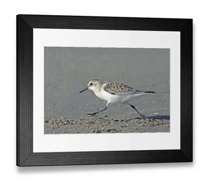 Framed Print : Sanderling (Calidris alba) running at full speed along beach, Denmark. September Framed Print : Sanderling (Calidris alba) running at full speed along beach, Denmark. September