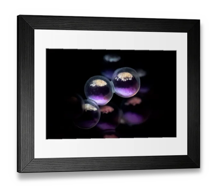 Framed Print : Fat greenling (Hexagrammos otakii) eggs, close up. Each egg is about 3mm in size Framed Print : Fat greenling (Hexagrammos otakii) eggs, close up. Each egg is about 3mm in size