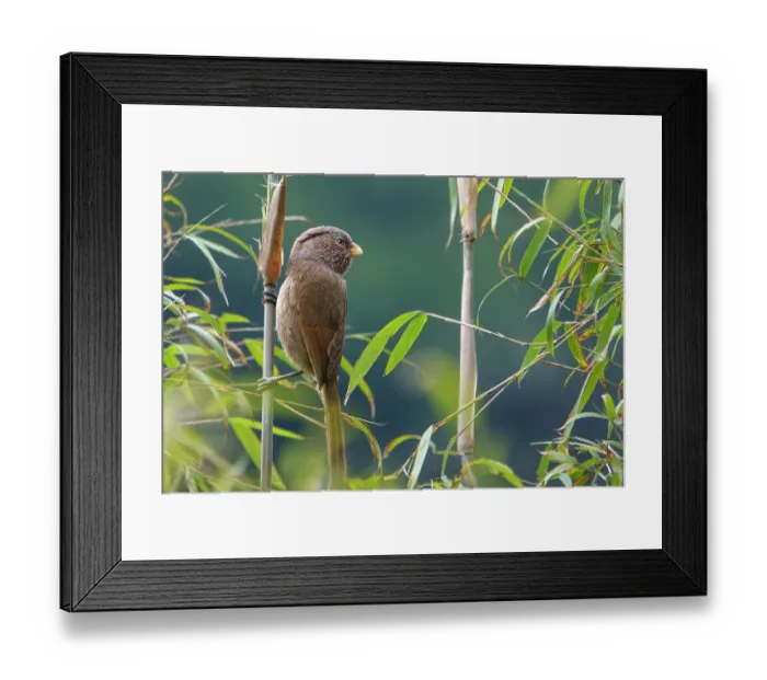 Framed Print : Brown parrotbill (Paradoxornis unicolor) perched on a bamboo, Singalila National Park, Himalayas, Nepal Framed Print : Brown parrotbill (Paradoxornis unicolor) perched on a bamboo, Singalila National Park, Himalayas, Nepal